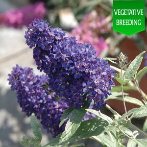 Buddleja 'Buzz Midnight'