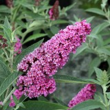 Buddleja 'Buzz Soft Pink'