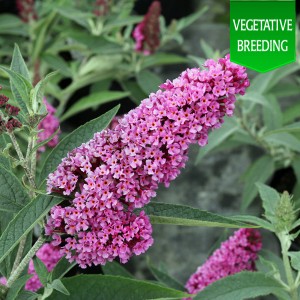 Buddleja 'Buzz Soft Pink'