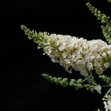 Buddleja 'Buzz Ivory'