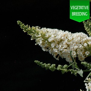 Buddleja 'Buzz Ivory'