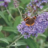 Buddleja 'Buzz Lavender'