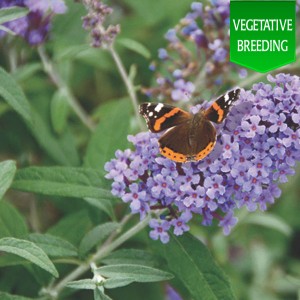 Buddleja 'Buzz Lavender'