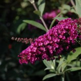 Buddleja 'Buzz Magenta'