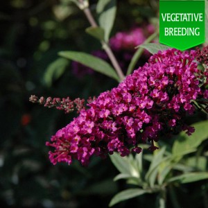 Buddleja 'Buzz Magenta'