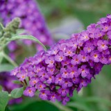 Buddleja 'Buzz Purple'