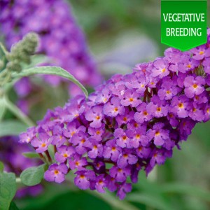 Buddleja 'Buzz Purple'