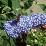 Buddleja 'Buzz Sky Blue'