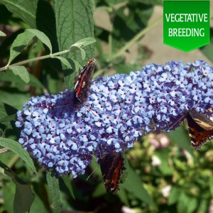 Buddleja 'Buzz Sky Blue'