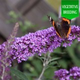 Buddleja 'Colour Fountains'