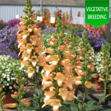 Digitalis 'Illumination Apricot'