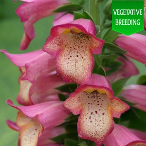 Digitalis 'Illumination Pink'