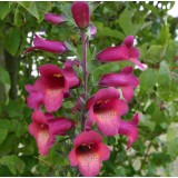 Digitalis 'Illumination Raspberry'