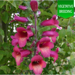 Digitalis 'Illumination Raspberry'