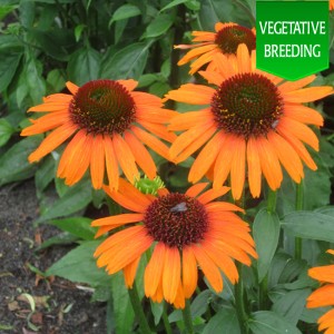 Echinacea Emotion Bright Orange