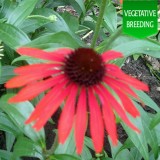 Echinacea Emotion Inferno