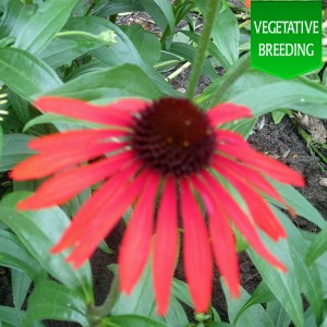 Echinacea Emotion Inferno