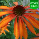 Echinacea Emotion Orange