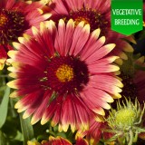 Gaillardia 'Lunar Two Moons' 