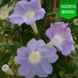 Ipomoea 'Fragrant Sky' 