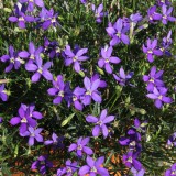 Laurentia (Isotoma) 'Fizz 'n' Pop Dark Blue'