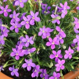 Laurentia (Isotoma) 'Fizz 'n' Pop Glowing Purple'