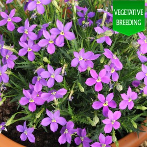 Laurentia (Isotoma) 'Fizz 'n' Pop Glowing Purple'