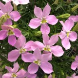 Laurentia (Isotoma) 'Fizz 'n' Pop Pink'