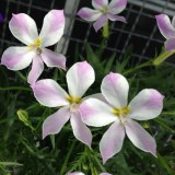 Laurentia (Isotoma) 'Fizz 'n' Pop Pink Bicolour'