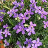 Laurentia (Isotoma) 'Fizz 'n' Pop Sky Blue'