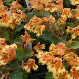 Nasturtium 'Flame Thrower Cream Red'