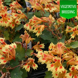 Nasturtium 'Flame Thrower Cream Red'