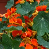 Nasturtium 'Flame Thrower Orange'