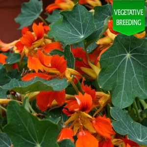 Nasturtium 'Flame Thrower Orange'