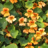 Nasturtium 'Flame Thrower Salmon'