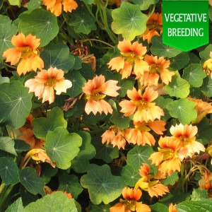 Nasturtium 'Flame Thrower Salmon'