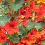 Nasturtium 'Flame Thrower Scarlet'