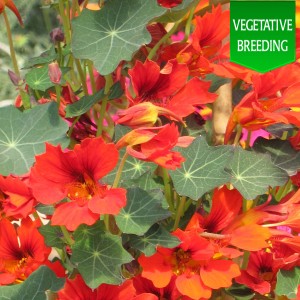 Nasturtium 'Flame Thrower Scarlet'