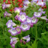 Penstemon 'Ice Cream Blueberry Fudge'