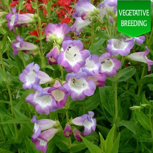 Penstemon 'Ice Cream Blueberry Fudge'