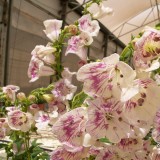 Penstemon 'Ice Cream Brambleberry'