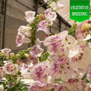 Penstemon 'Ice Cream Brambleberry'