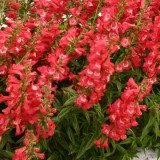 Penstemon 'Ice Cream Bubble Gum'