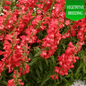 Penstemon 'Ice Cream Bubble Gum'