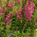 Penstemon 'Ice Cream Juicy Grape'