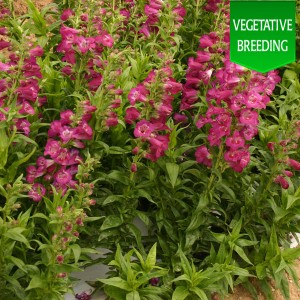 Penstemon 'Ice Cream Juicy Grape'