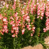 Penstemon 'Ice Cream Melting Candy'