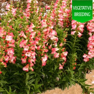 Penstemon 'Ice Cream Melting Candy'