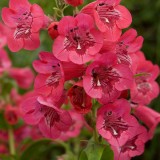 Penstemon 'Ice Cream Raspberry Pavlova'