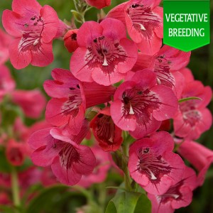 Penstemon 'Ice Cream Raspberry Pavlova'